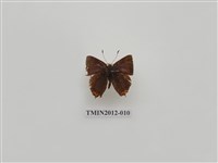 藏品(紫日灰蝶)的圖片